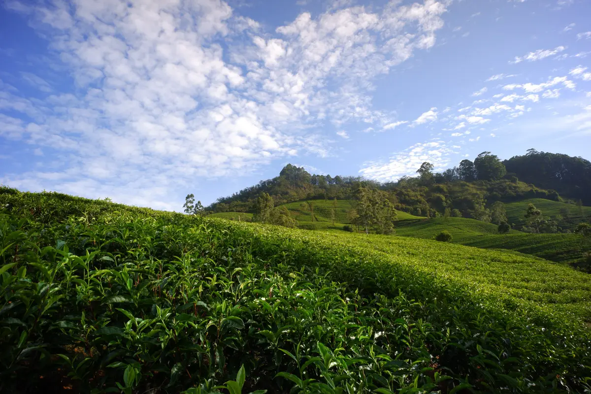 Sri Lanka landscape