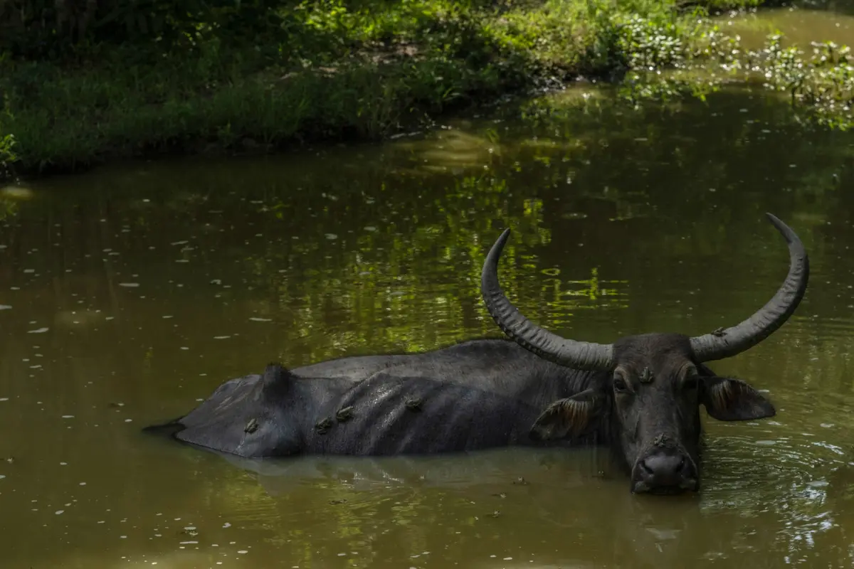 Sri Lanka wildlife