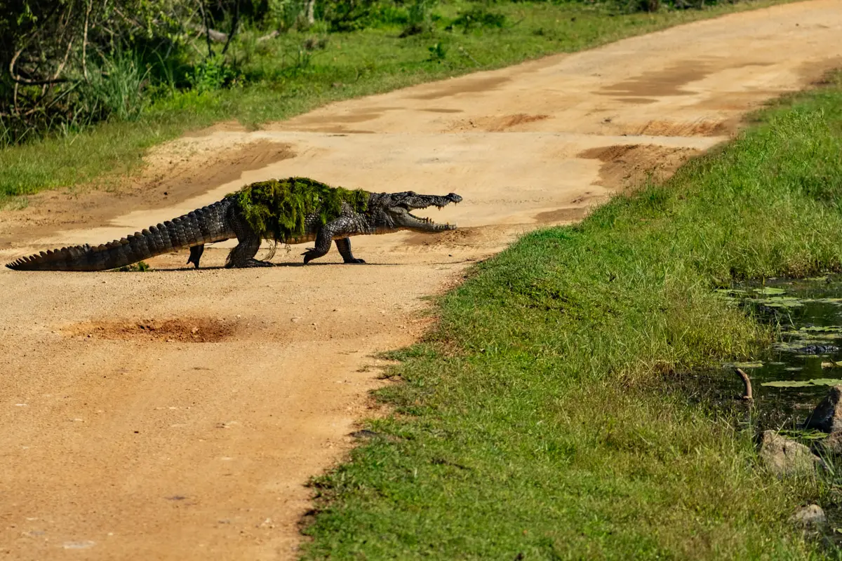 Sri Lanka wildlife